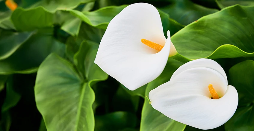 Arum Lily Bg