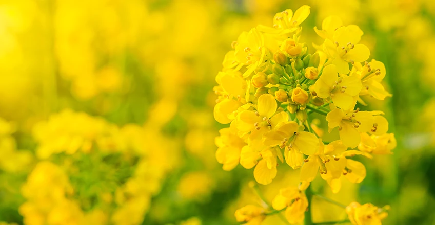 Canola Bg