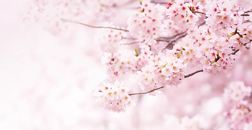 Cherry Blossom Bg