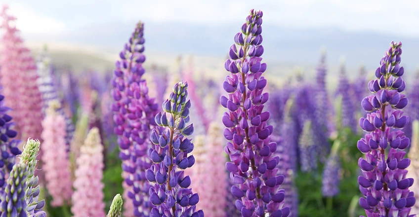 Lupin Bg