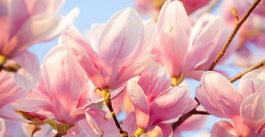 Magnolia Bg