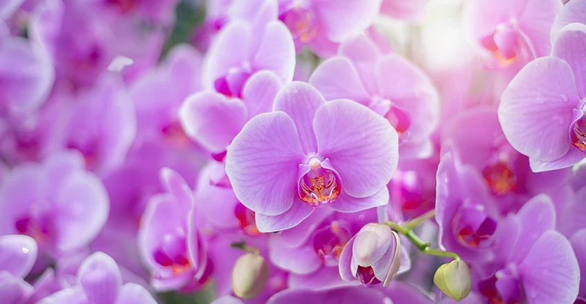 Orchids Bg