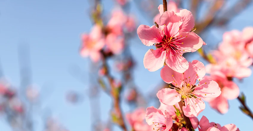 Peach Blossom Bg
