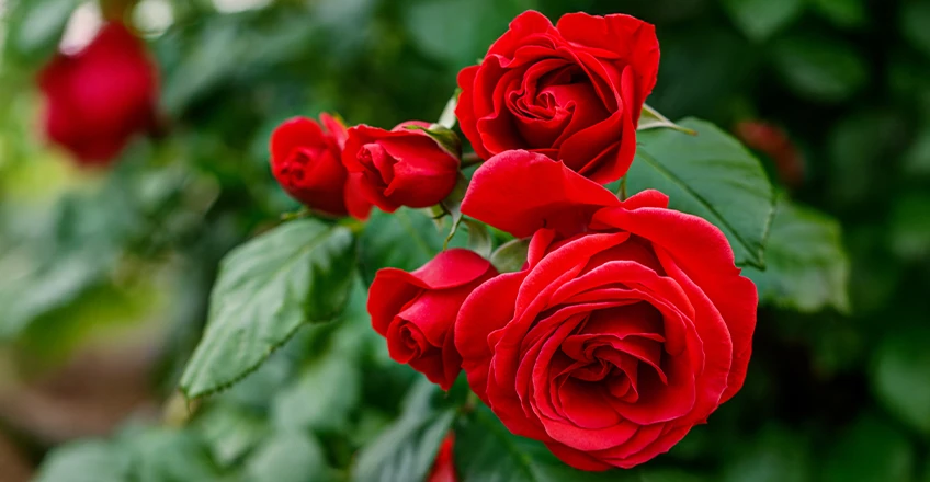 Rose Bg