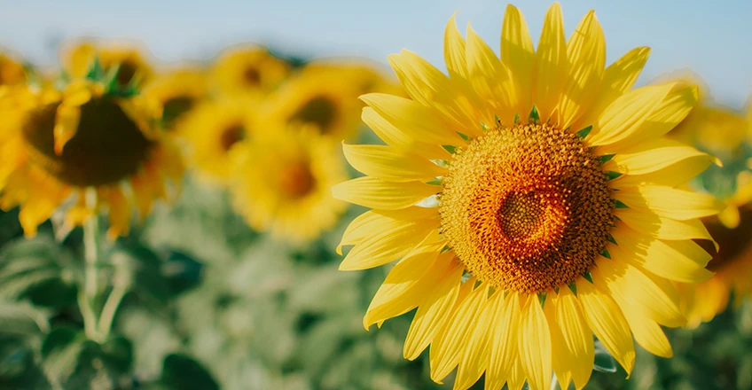 Sunflower Bg
