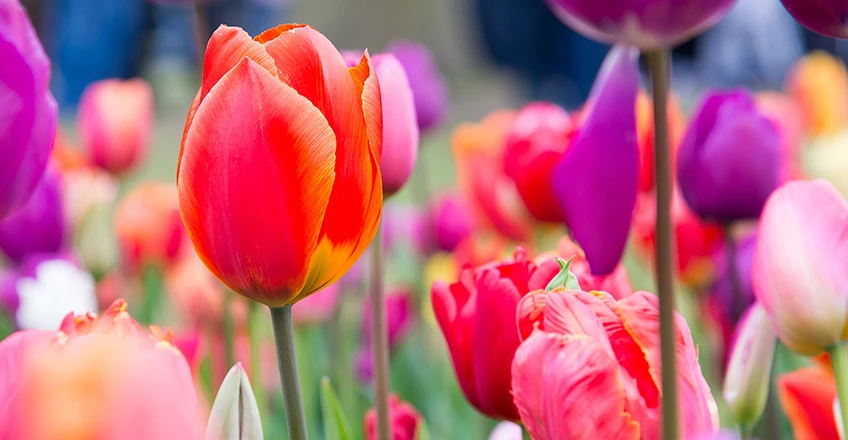 Tulip Bg